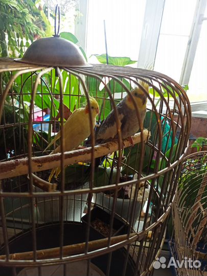 Попугаи корелла пара мальчик девочка с клеткой