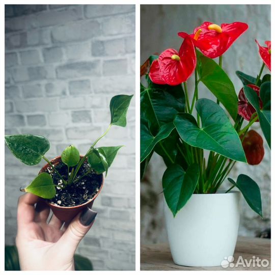 Комнатные цветы