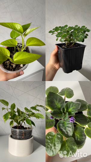 Комнатные растения