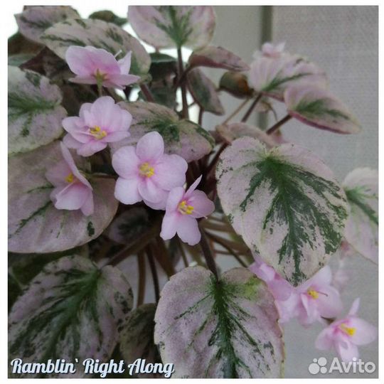 Фиалки трейлеры