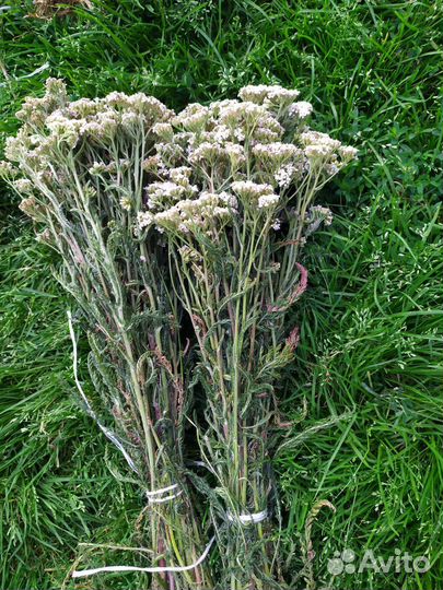 Лечебные травы для бани