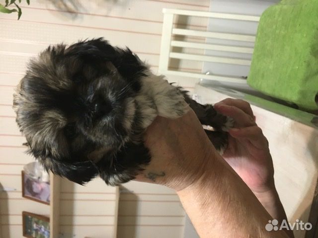 Продам щенков пекинеса