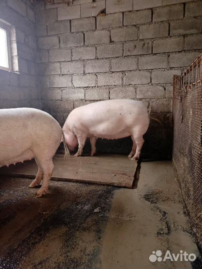 Супоростные свиньи,хряк