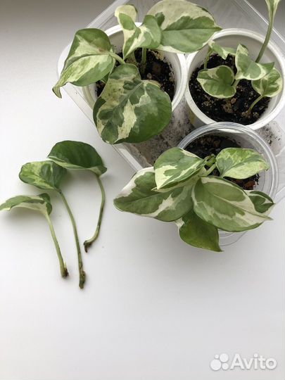 Сцинтапсус