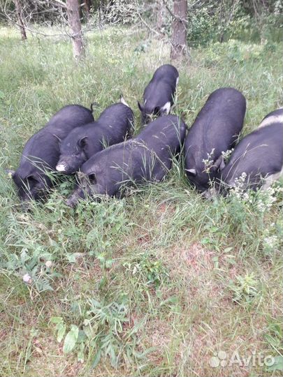Как определить супоросность у свиней?