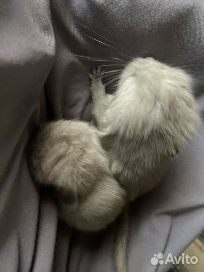 Шиншилла ангора