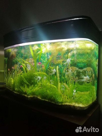 Аквариум
