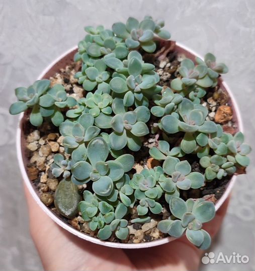 Суккуленты 3