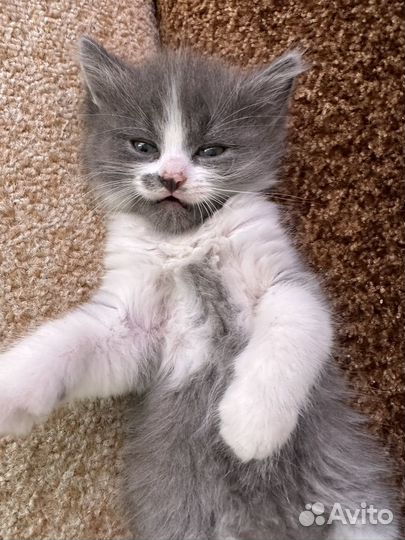 Котенок 1,5 месяца
