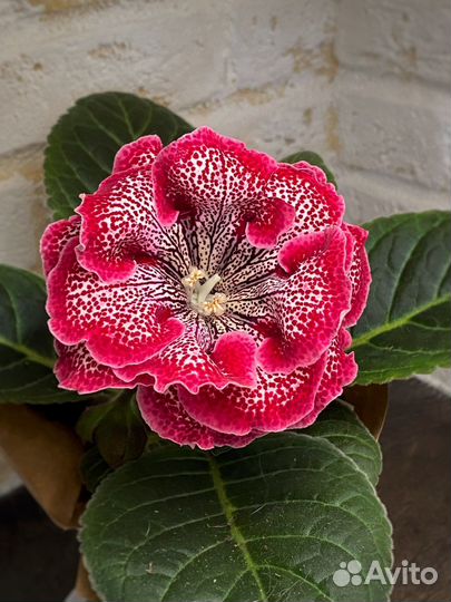 Глоксиния махровая ен Круэлла