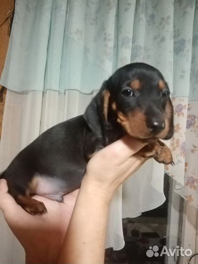 Щенки таксы