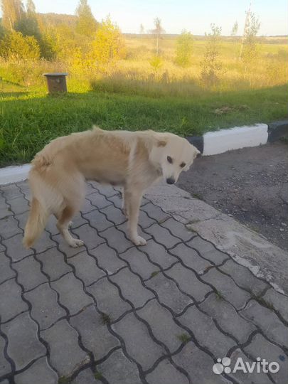 Отдам в добрые руки