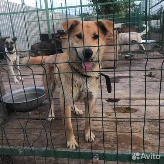 Рута в добрые руки