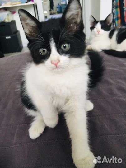Котенок для поцелуев)