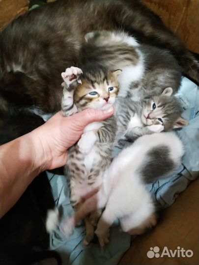 Котята в добрые руки