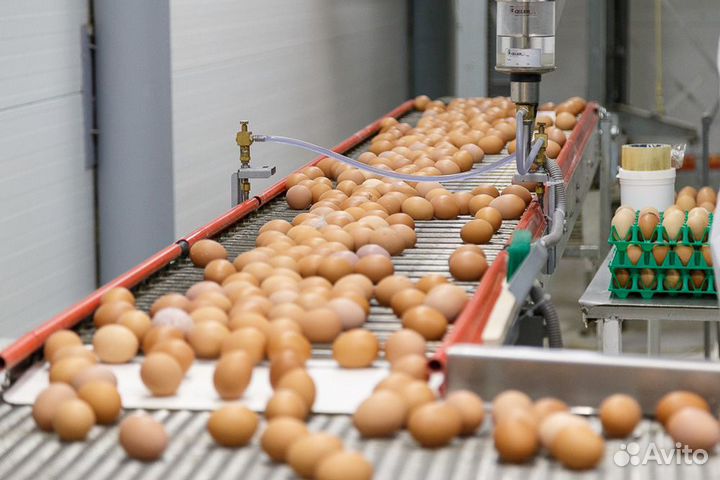Работа на птицефабрике в Москве Пермь
