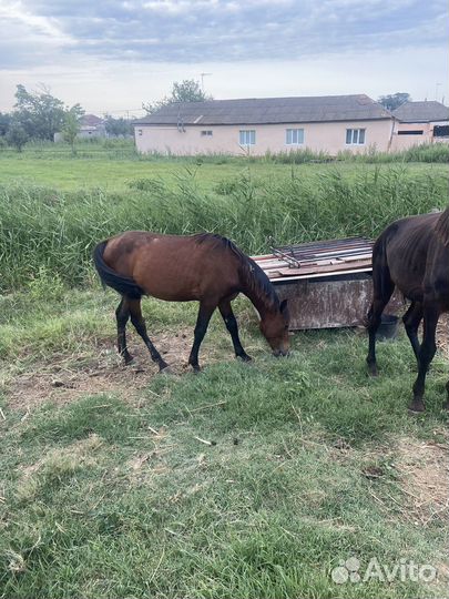 Лошади жеребчики