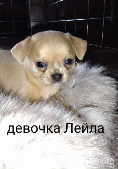 Собака чихуахуа