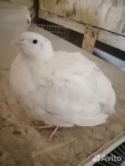 Перепела Техасские утяжеленные, разведение и мясо