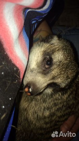 Сурикат малыш