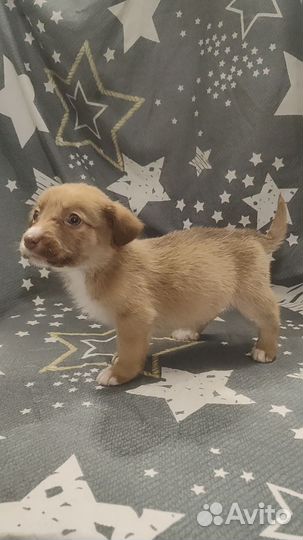 Щенок от маленькой собачки