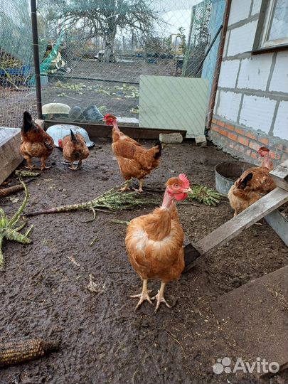 Курочки, перепелки