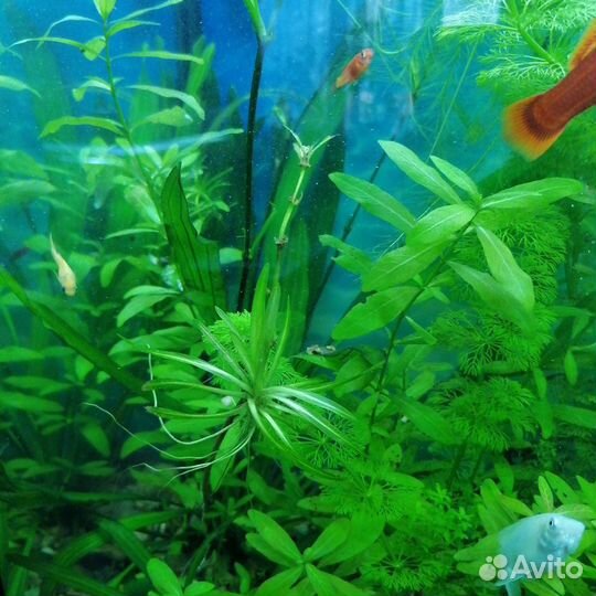 Набор аквариумных растений
