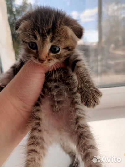 Шотландская