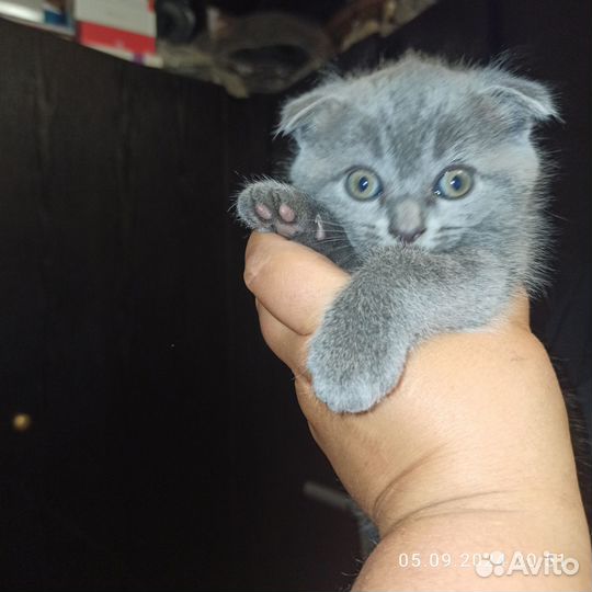 Шотландские котята