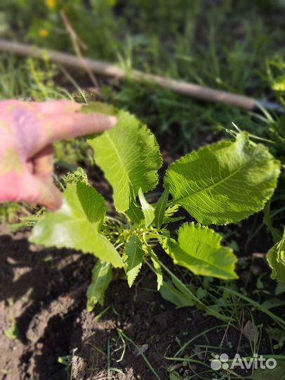 Хрен саженцы