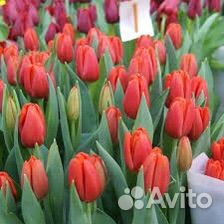 Луковицы тюльпанов