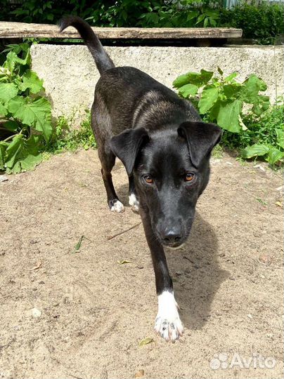 Собака мечтает покинуть приют