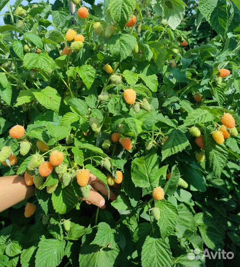 Саженцы Рассада Малины