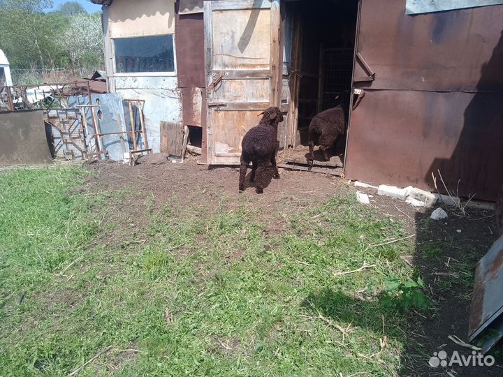 Ягнята курдючные