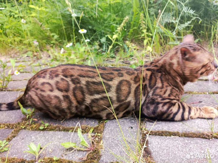 Бенгальский кот производитель вязка