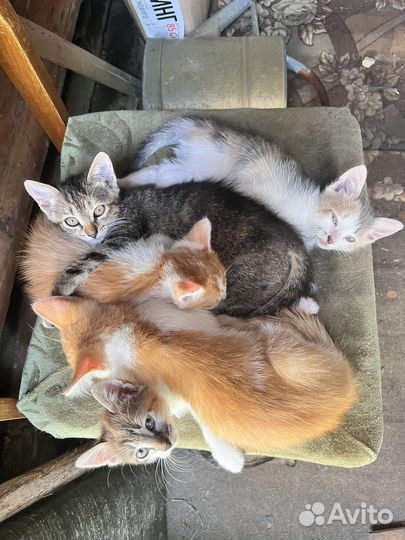 Котята в добрые руки бесплатно