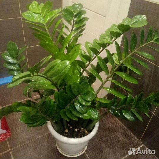 Замиокулькас