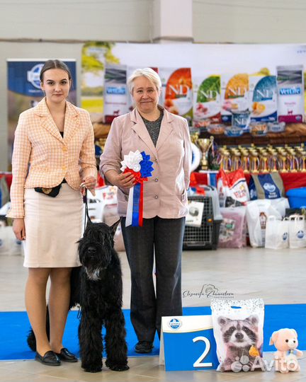 Хендлер, подготовка собак к выставкам