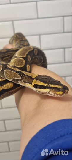 Королевскийпитон