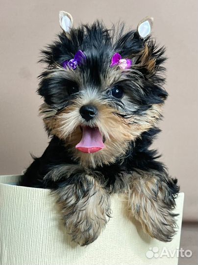 Йокширский терьер девочка