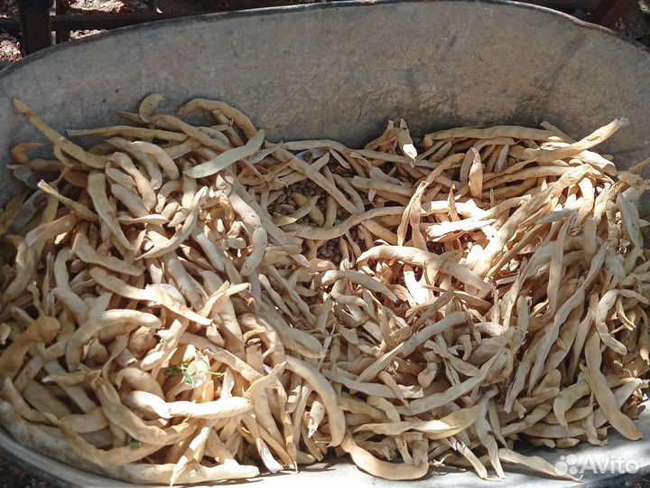 Створки фасоли