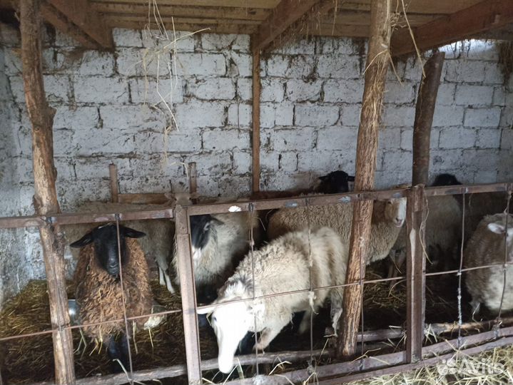 Баран, овцы и ягнята