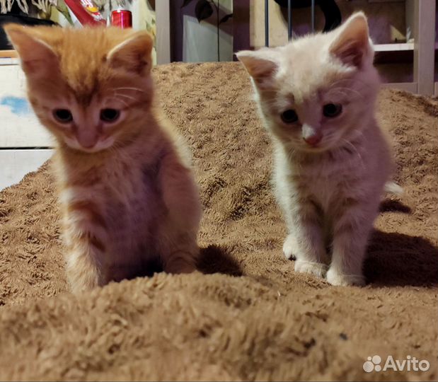 Котята хорошим людям