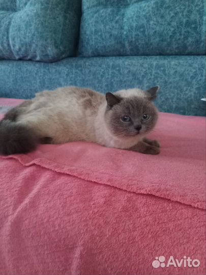 Кошечка в добрые руки