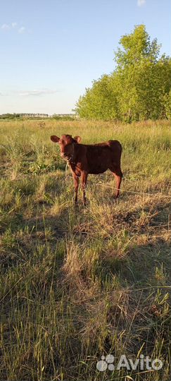 Продам телочек