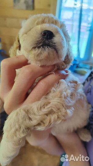 Карликовый пудель девочки