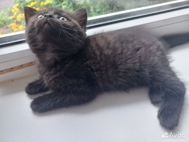 Котята бесплатно