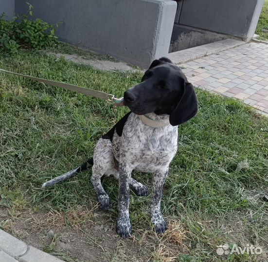 Щенок подросток породы Курцхаар в добрые руки