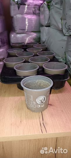 Комплект для выращивания рассады