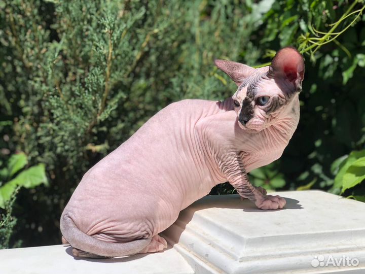 Канадский сфинкс котенок девочка